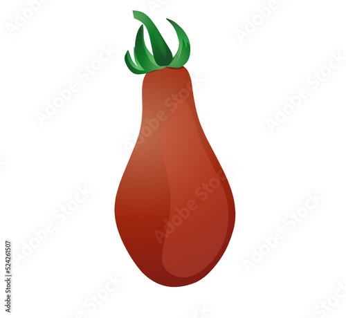 Tomato San Marzano. Vector illustration