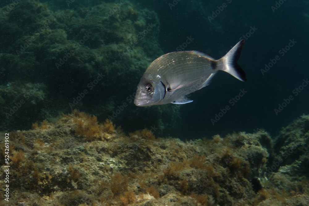 White seabream or Sargo (diplodus sargus sargus) in Mediterranean Sea White seabream or Sargo (diplodus sargus sargus) in Mediterranean Sea