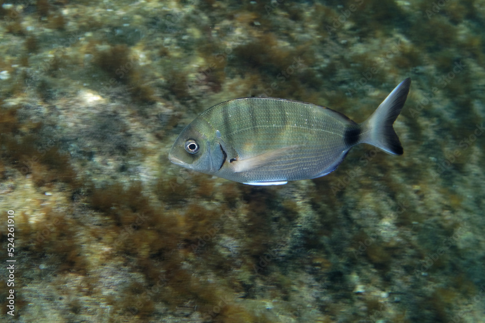 White seabream or Sargo (diplodus sargus sargus) in Mediterranean Sea White seabream or Sargo (diplodus sargus sargus) in Mediterranean Sea