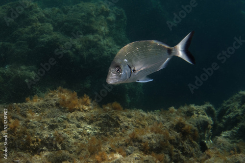 White seabream or Sargo (diplodus sargus sargus) in Mediterranean Sea