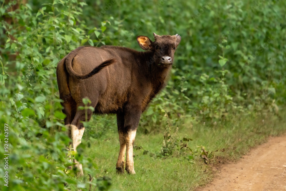 close up shot of Gaur (Bos gaurus) also known as the Indian bison