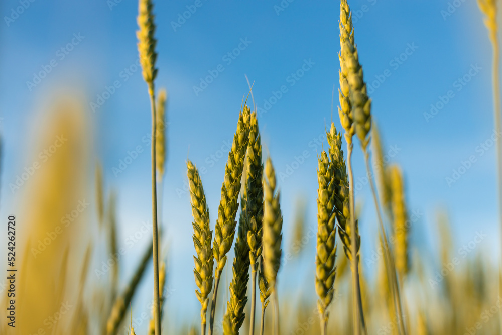Fototapeta premium Ears of young wheat in the field. The concept of food crisis and disruption of supply and supply chains. World Hunger Issues