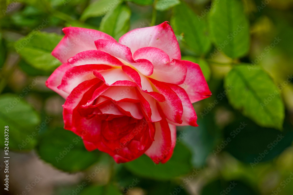 beautiful rose on a green background of leaves and grass