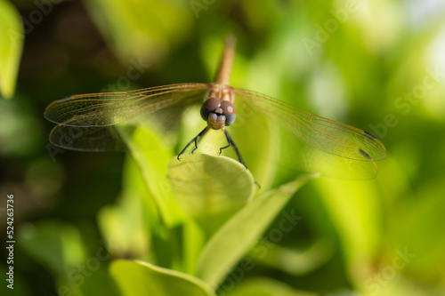 Closeup detail of wandering glider dragonfly on leaf