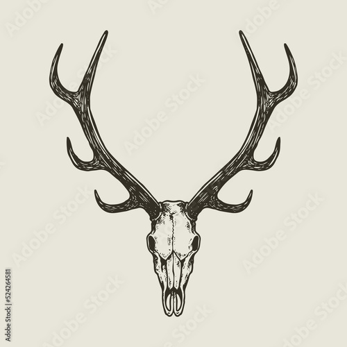 deer skull hand drawn illustration vintage