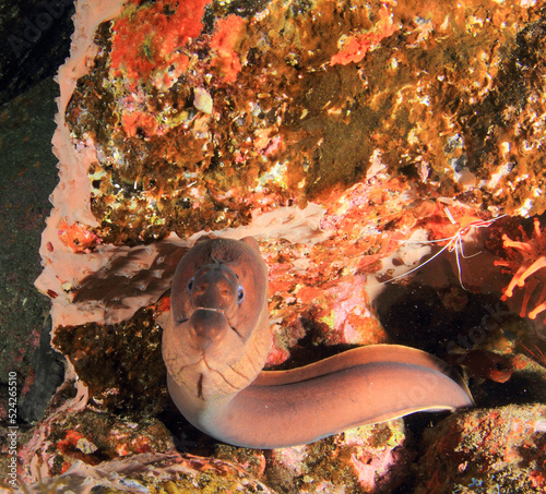 Large moray eel fish peeping out of its hiding place in our presence.
