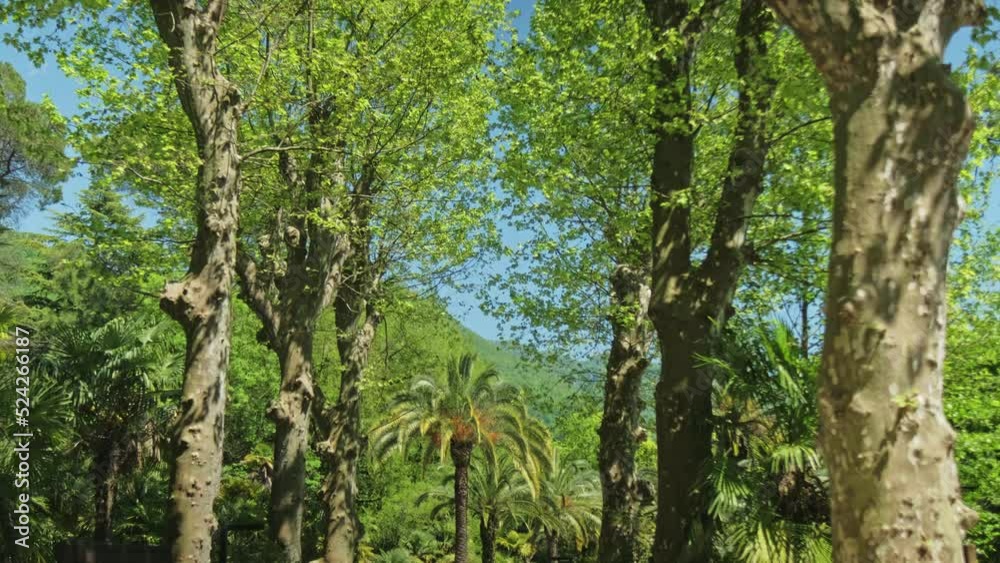 A beautiful green palm tree A beautiful green palm tree