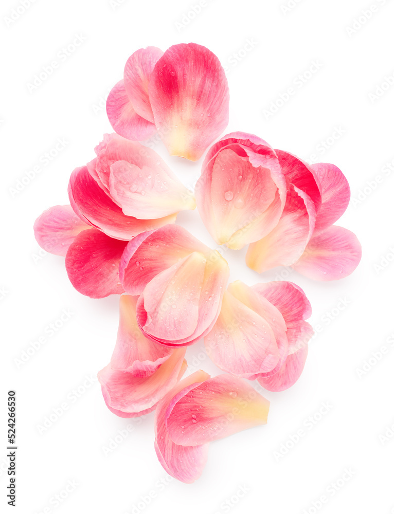 Pink petals with drops of water isolated on white background Pink petals with drops of water isolated on white background