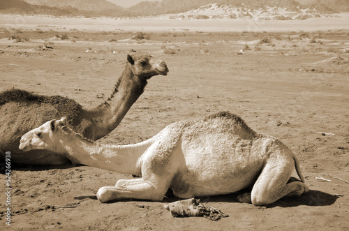 Camels on the sand, popular tourist place. Egypt, Sharm El Sheikh