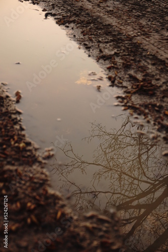 Tree Water Reflection 