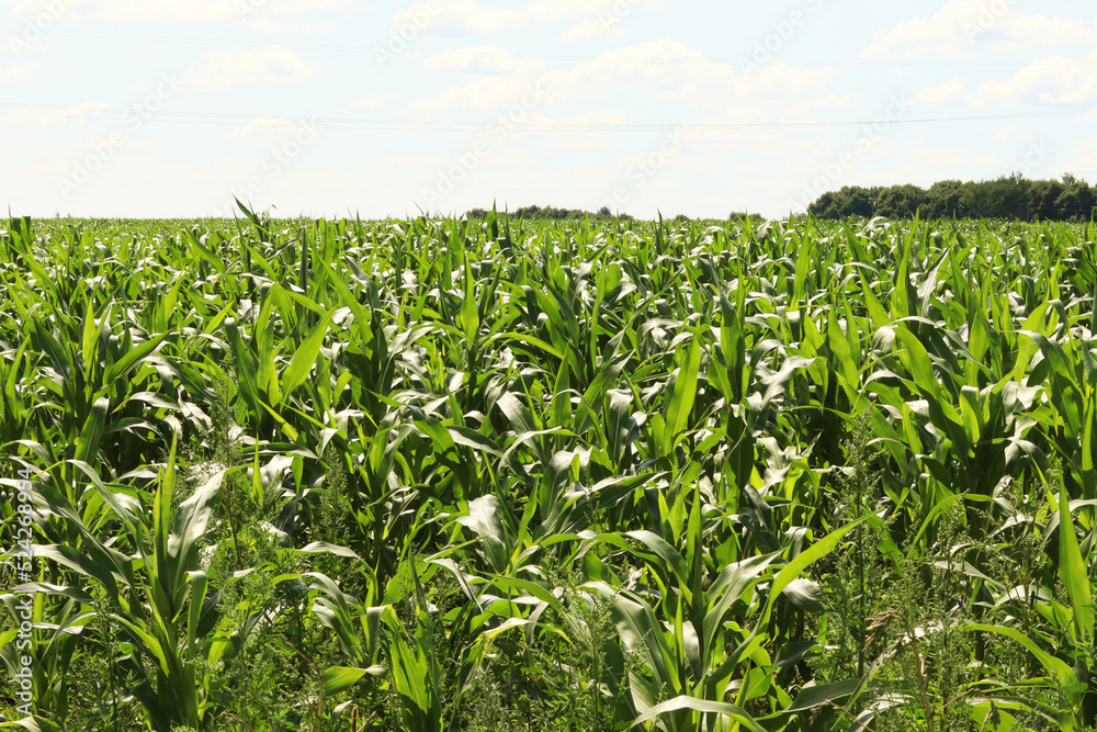 A field of young corn. Corn on the farm is grown to feed the cows. selective focus A field of young corn. Corn on the farm is grown to feed the cows. selective focus