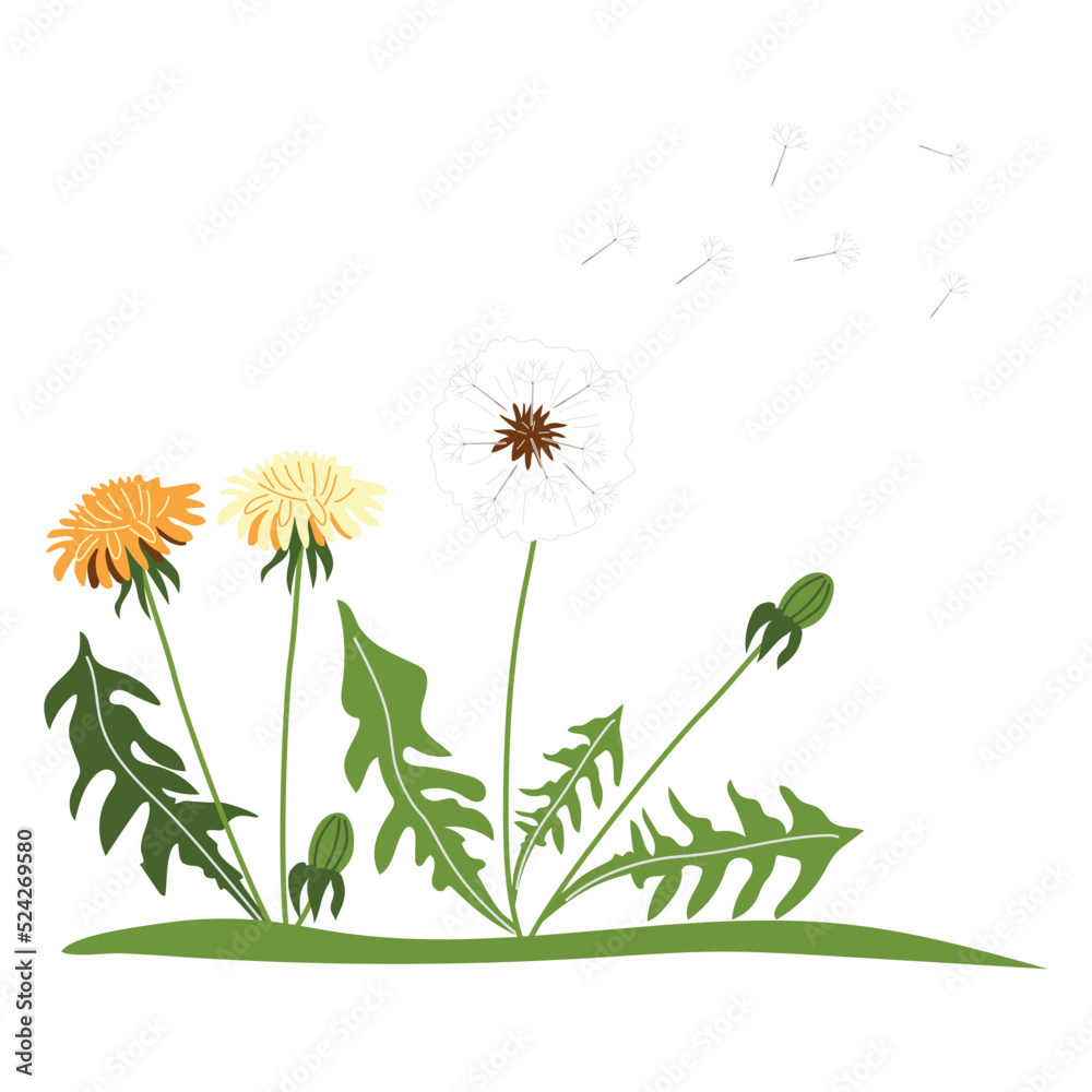 A clearing with beautiful dandelions on a white background. Cute summer wildflowers. Vector illustration in hand-drawn style