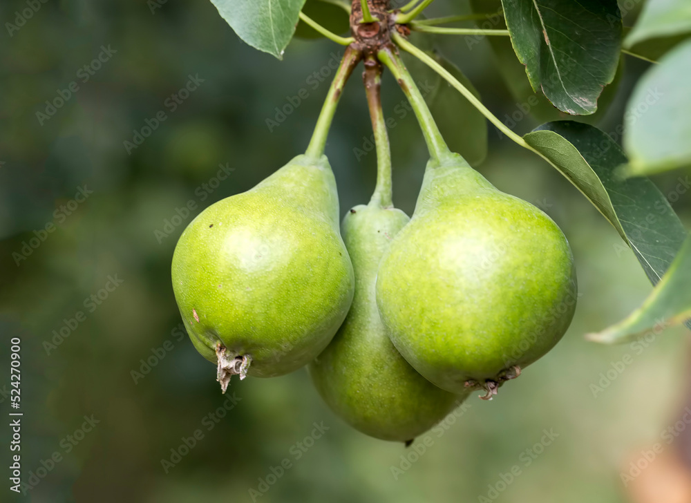 Ripe green pear on the branch. Organic pears grow in orchards