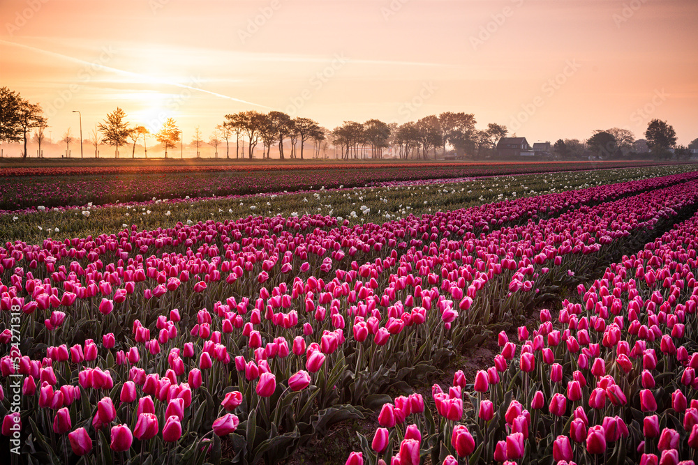 Fototapeta premium Pinkes Tulpenfeld mit Sonnenaufgang in Holland