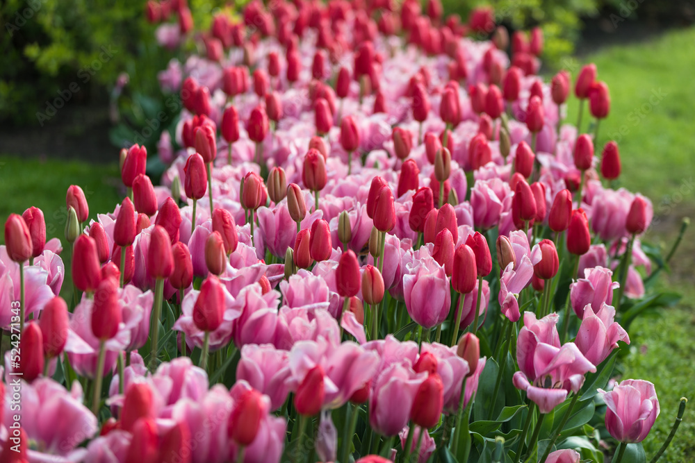 Tulpen im Beet i rot und rosa, pink 