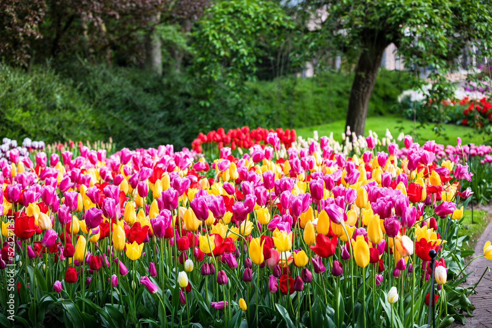 Bunte Tulpen im Park 