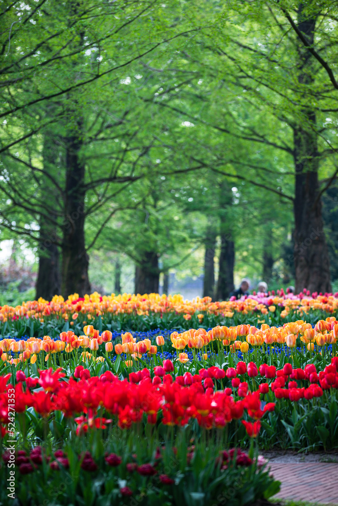 Bunte Tulpen in Reihe im Park mit Bäumen