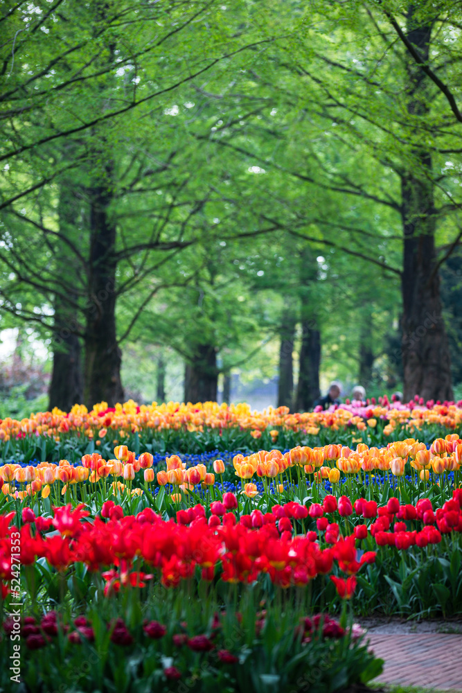 Bunte Tulpen in Reihe im Park mit Bäumen Bunte Tulpen in Reihe im Park mit Bäumen
