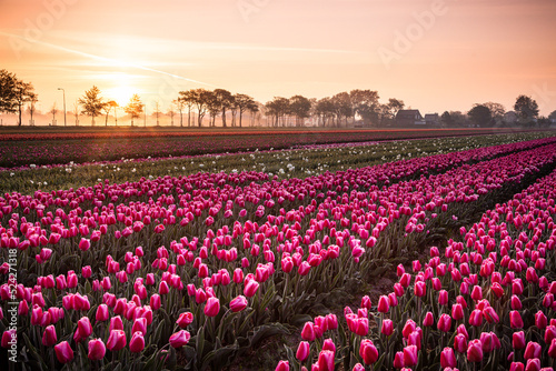 Pinkes Tulpenfeld mit Sonnenaufgang in Holland