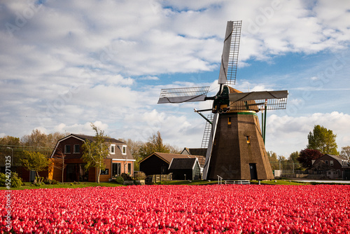 Rotes Tulpenfeld mit Windmühle in Holland  