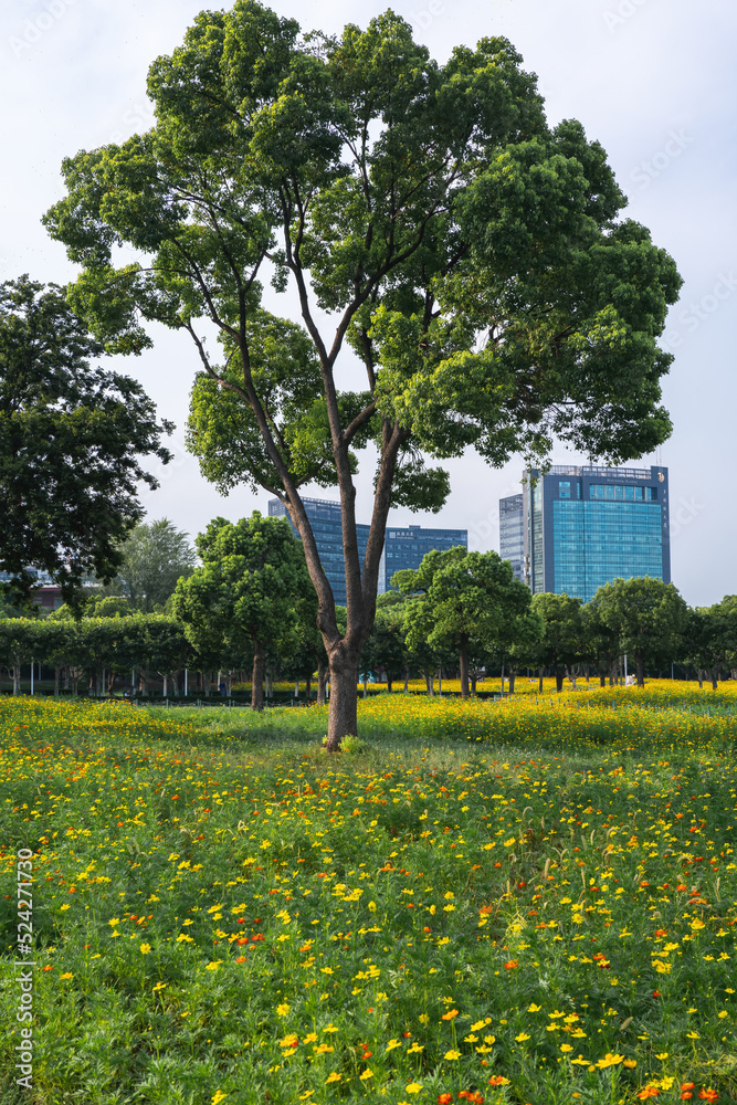 custom made wallpaper toronto digitaltree in the park