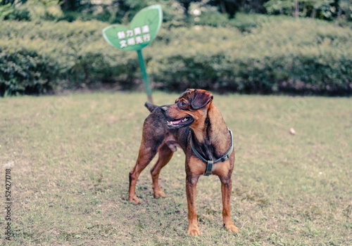 Wallpaper Mural dog running in the park Torontodigital.ca