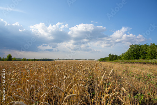Wide fields of golden wheat against the sky.