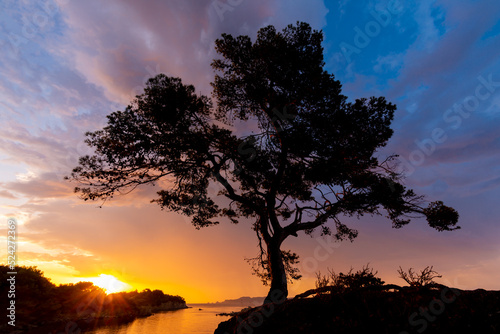 Premi  res lueurs de l aube sur la C  te d Azur  dans le sud de la France  silhouette de pin maritime  mer M  diterran  e et nuages illumin  s par la lumi  re color  e du soleil levant
