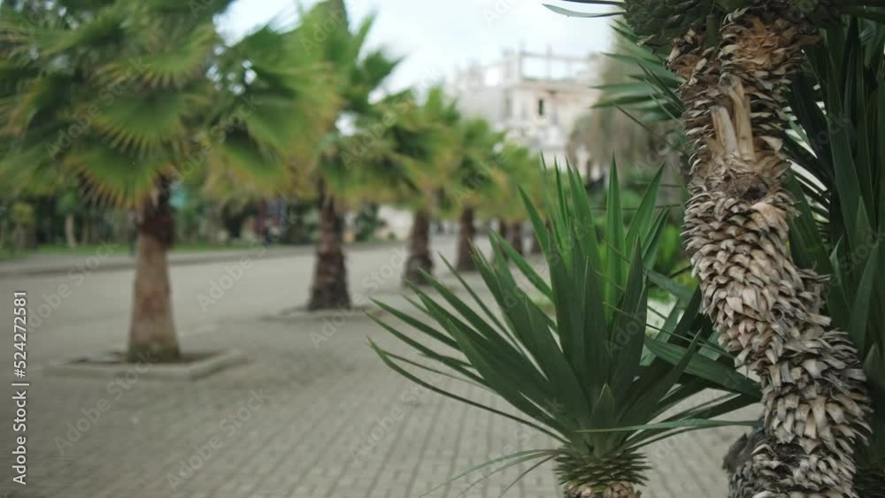 A beautiful green palm A beautiful green palm