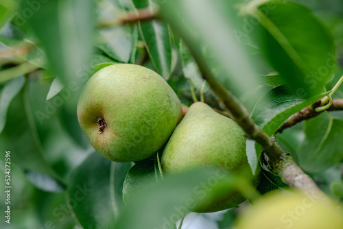 Close-up of flavourful pears on the tree. Selective focus. Green blurry background and the foreground. 