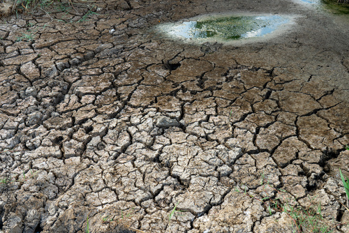 Dried pond. Cracked soil, tall grass, brown soil, natural disaster, withered tree, selected area