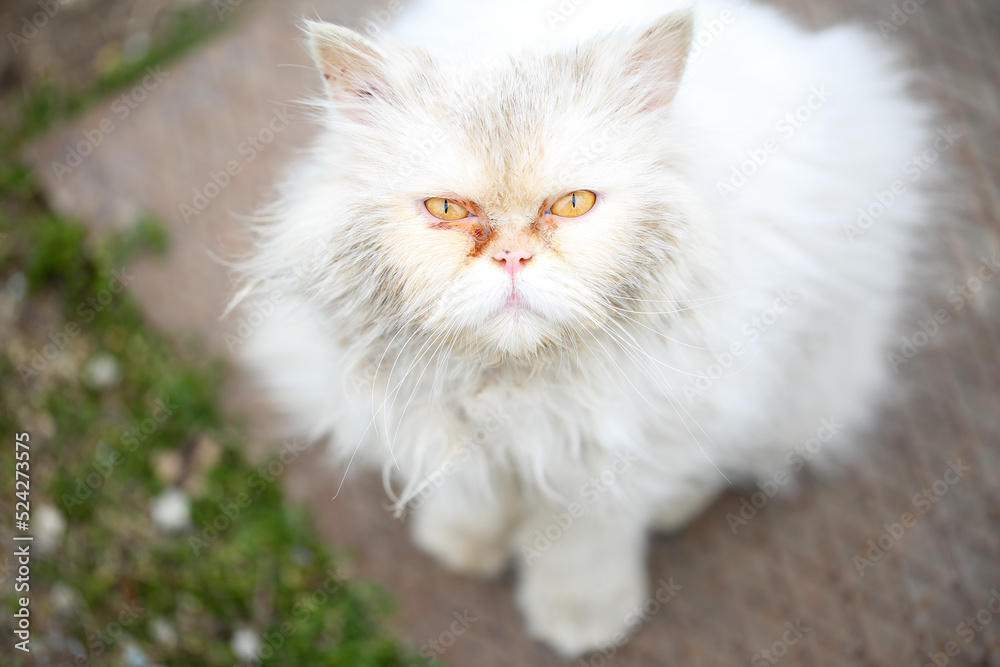 Close up, high angle view portrait of an abandoned white Persian cat with dirty and knotted hair and beautiful yellow eyes, looking sad and miserable Close up, high angle view portrait of an abandoned white Persian cat with dirty and knotted hair and beautiful yellow eyes, looking sad and miserable