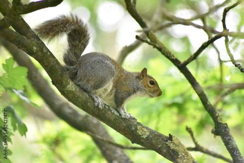 Grey Squirrel shots from last spring in Essex.