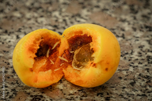 Detoriated and wormed apricot close up view photo