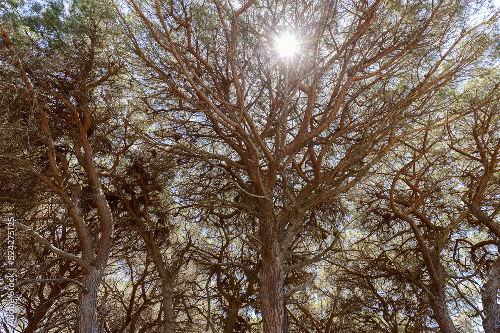 Blinding midday sun rays break through brown pine tree crowns (natural background) Blinding midday sun rays break through brown pine tree crowns (natural background)