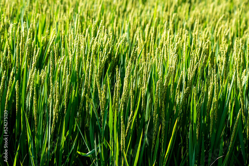 The green rice is sprouting ears