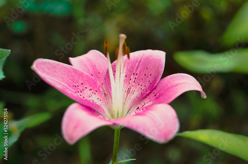 Pastel pink Lily flower in garden. Beautiful Lily flower over blurred nature background.