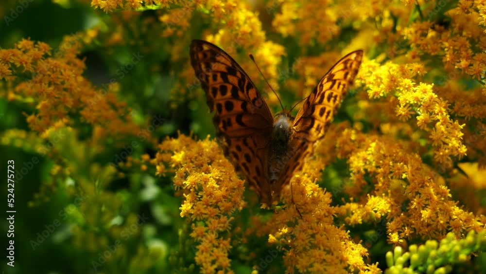 A butterfly on a goldenrod flower eats nectar.