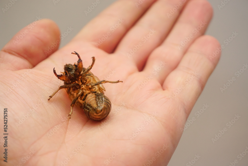 Cocoon of Tree cricket in man hand close up view