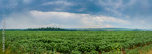 Fototapeta Naklejka Na Ścianę i Meble -  panoramic view of young sunflower plants in a field under rain clouds