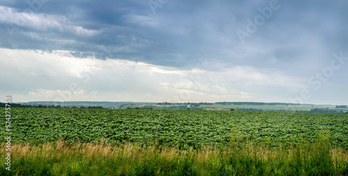 view of young green sunflower field under rain clouds