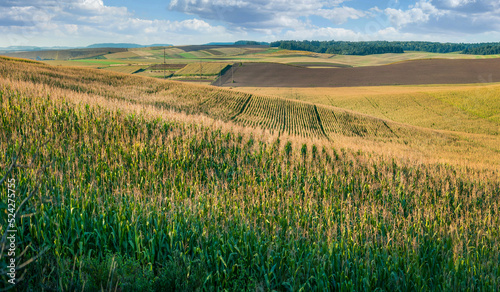 Corn field in foreground, farmland on hills in late summer, beautiful row pat...