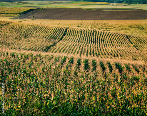 Corn field on hills under late summer sunlight, beautiful row pattern