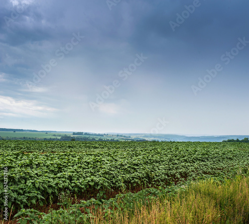 young sunflower plants in a field under rain clouds