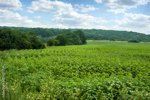 young green sunflower field under clouds sky