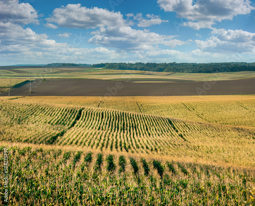 Corn field on hills under late summer sunlight, lines of rows