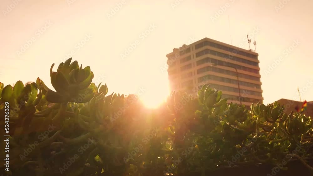 Naturaleza en la ciudad, silueta de plantas y ciudad
