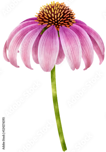 Fototapeta Naklejka Na Ścianę i Meble -  Purple flowers watercolor illustration
