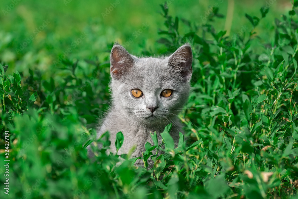 little Cute grey fluffy kitten outdoors. kitten first steps..