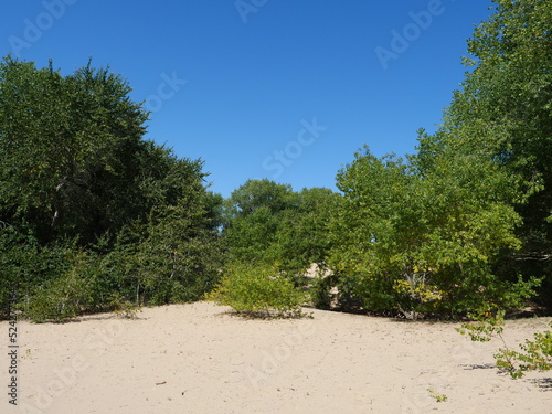 Sand dunes at De Panne Beach